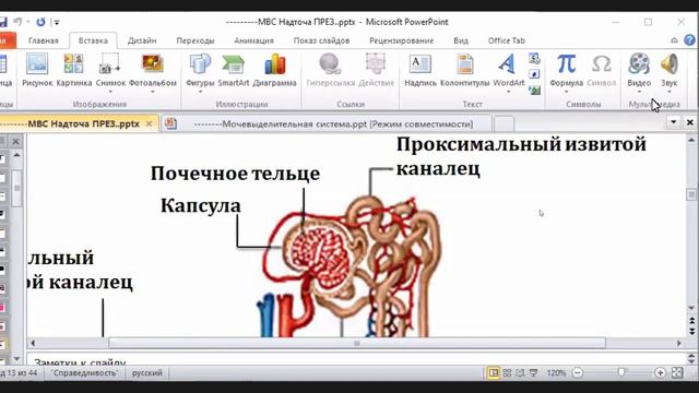 Выделительная Система