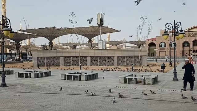 Голуби за территорией мечети Пророка (мир Ему) смотреть онлайн