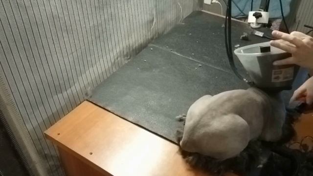 Шикарный кот Маркиз. Стрижка кота. Груминг смотреть онлайн