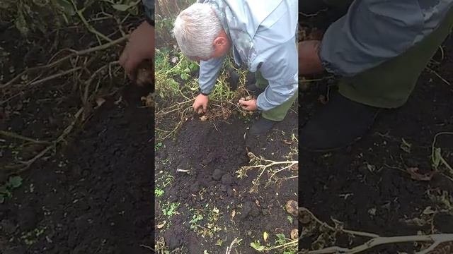 Зачем окучивать и пропалывать картошку, если она и так растет?