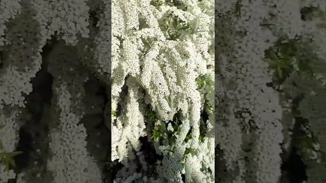 Спирея Грефшейм в цвету. Секреты обильного цветения. смотреть онлайн