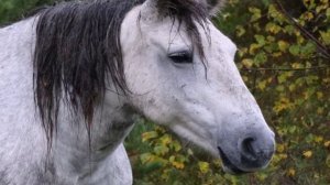 Кони Горного Алтая.The Altai horses.Die Altaipferde.
