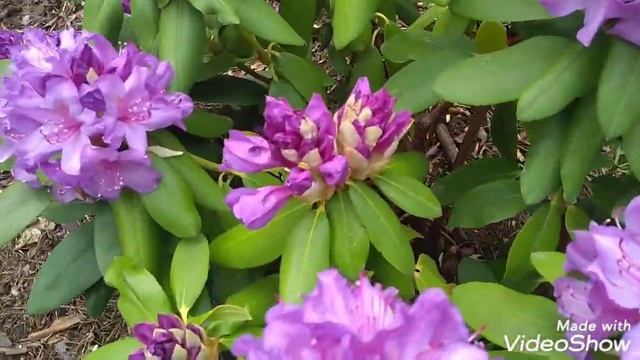 Рододендрон Rhododendron Catewbiense 'Grandiflorum'