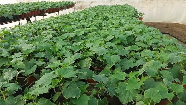 Обзор огурца 6 дней после посева смотреть онлайн