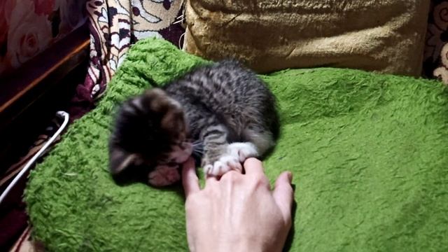 Сейчас я пупочек помою, а потом будем играть перед сном смотреть онлайн