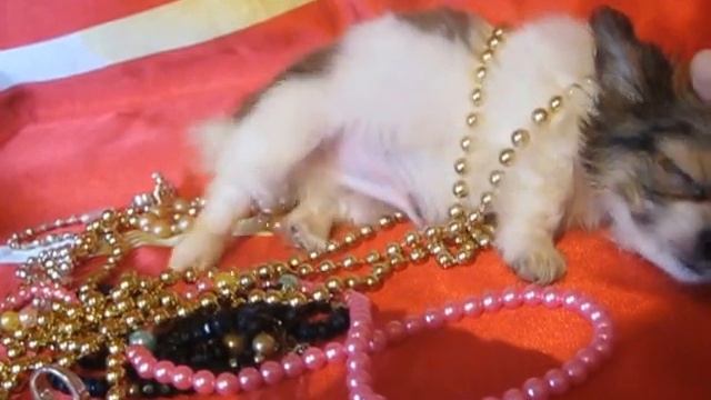 Mарчик- мини мальчик чихуахуа смотреть онлайн