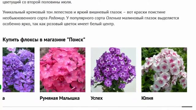 Флоксы метельчатые популярные сорта