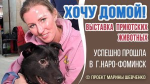 ХОЧУ ДОМОЙ выставка животных из приютов (проект Марины Шевченко), успешно прошла в Наро-Фоминске❗