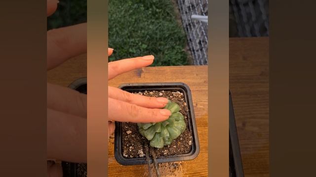 Эхеверия Топси Турви. Как сажать суккуленты.ECHEVERIA TOPSY TURVY