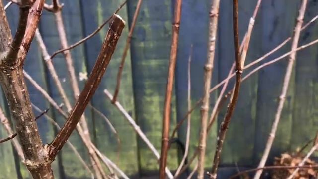 Pruning Hydrangea paniculata смотреть онлайн