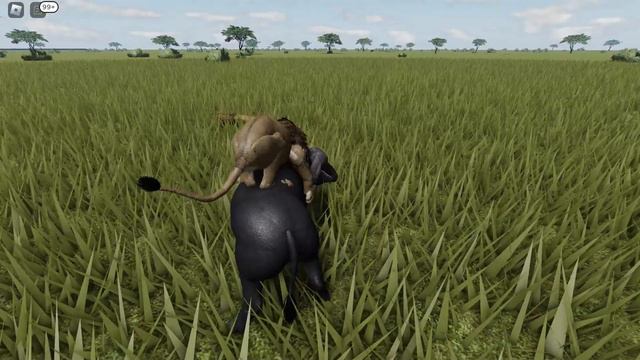 wild dog vs buffalo buffalo pov смотреть онлайн