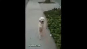 Маленькая собачка ходит на двух лапках, прелесть