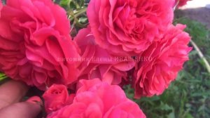 Цветение Роз Blanc Meillandecor, Rosarium Uetersen / питомник Елены ИВАЩЕНКО