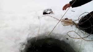 Переметы на Чумыше. Рыбалка на налима.