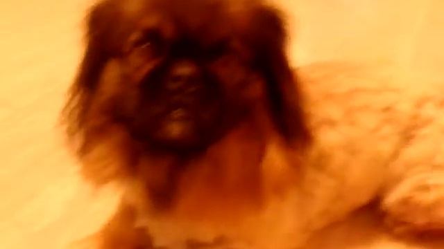 Подстригли пекинеса смотреть онлайн