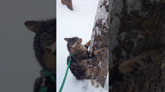 Мейнкун котенок 6-ти месяцев впервые на улице )))