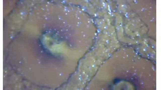 низ надкрылка таракан 3 смотреть онлайн