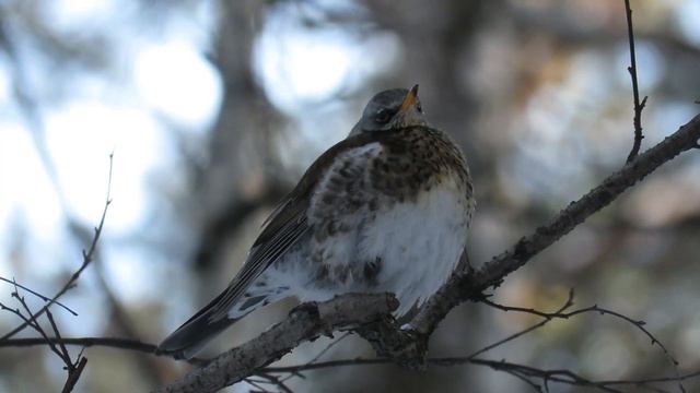 Дрозды в начале весны, дрозд рябинник смотреть онлайн