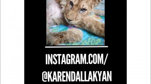 Карен Даллакян про операцию львенку, которого спасли в Дагестане. Приют Челябинска "Спаси меня"