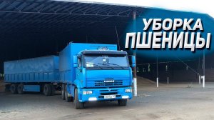 Уборка пшеницы на КАМАЗЕ