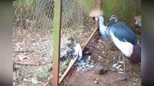 Обезьяны едят птиц. В такое трудно поверить, дикий мир, дикая природа.