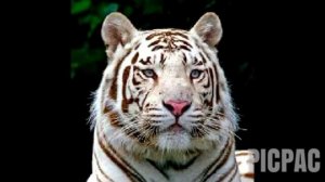 Картинки тигров