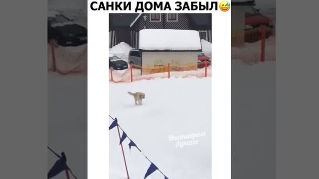 Собака катается с горки