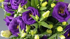 EUSTOMA G ROSITA BLUE - Florea.cz