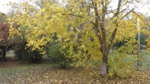 Золотая  осень  в  парке.  Golden autumn in the park.