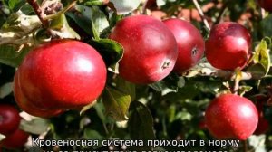 Яблоня Красное раннее