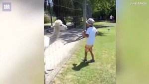 альпака плюнула в ребёнка, который пытался её покормить