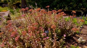 How to Grow Sedums | GARDEN | Great Home Ideas