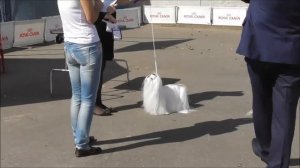 Мальтезе, видео с выставки собак