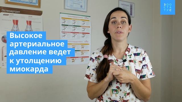 Кардиомиопатия у кошек (болезнь сердца) смотреть онлайн