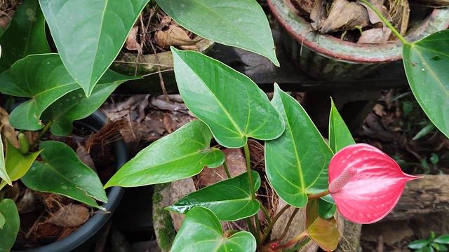 Anthurium Flowers (Flamingo Flower) #flowers #plants #beautifulnature #anthurium смотреть онлайн