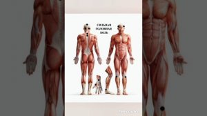 ХИДЖАМА ПРИ НАРУШЕНИЕ СНА. ПРИ БЕССОННИЦЕ....