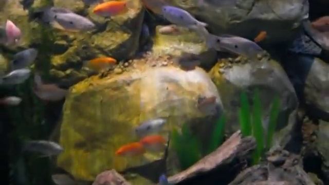 аквариум с лабиринтовыми смотреть онлайн