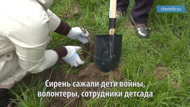 Акция «Сирень Победы» смотреть онлайн