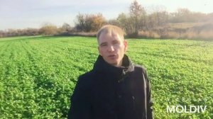 ЗАПАХИВАЕМ СИДЕРАТЫ НА УДОБРЕНИЕ