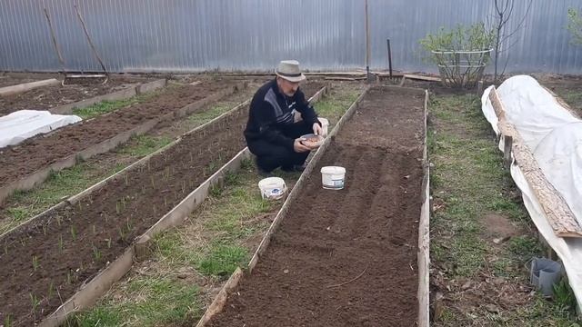 посадка лука севка , чернушку на севок ,зимняя посадка... смотреть онлайн