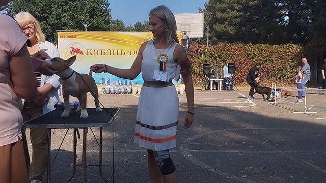 Минибультерьер, Класс беби на выставке в Краснодаре 30 сентября 2023