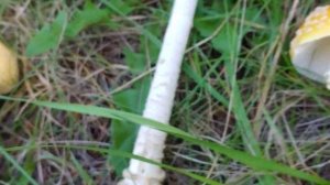 Rhode Island Amanita Series: The Fly Agaric