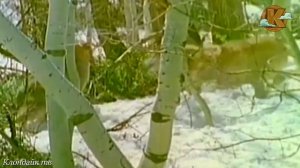Добыча даёт отпор хищникам. Выживает сильнейший.