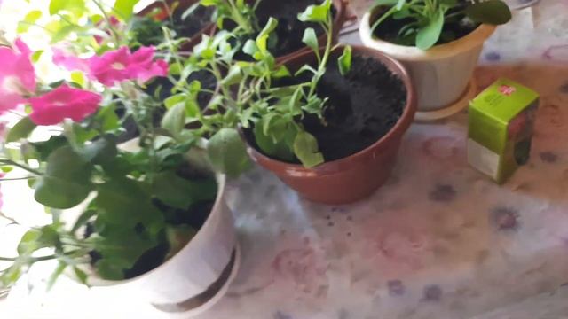 Посадили картошку. Забыла название цветов? Чудо погода. Первая радуга. смотреть онлайн