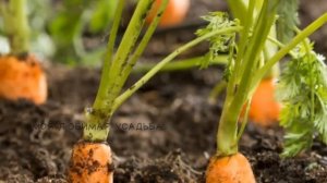 Важная подкормка моркови в июле