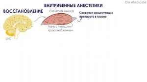 Внутривенные анестетики - Общие и местные анестетики