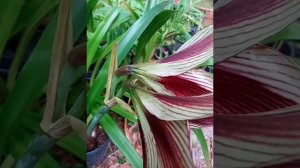 Rare Hippeastrum Papilio Butterfly Amaryllis Lily