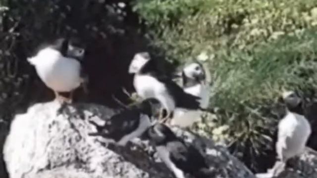 Тупики