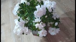 АЗАЛИЯ индийская. Содержание в домашних условиях.