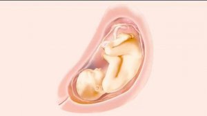 Беременность по неделям. 29 неделя беременности